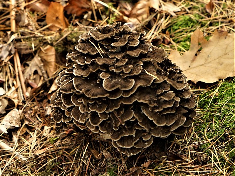 Foto 18 verkleind.jpg - Paddestoelen